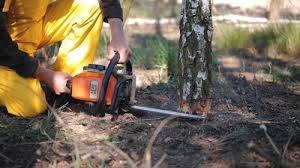 How Our Tree Care Process Works  in  Sullivan, IN