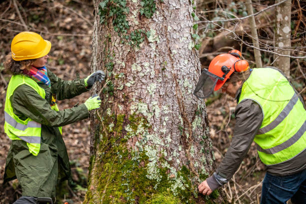 Reliable Sullivan, IN Tree Care Solutions